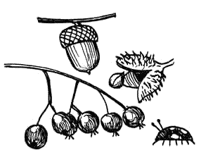 nuts, berries, insects drawing