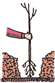 Illustration of a bare root tree being planted according to the third step.